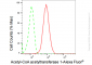KD-Validated Anti-Acetyl-CoA acetyltransferase 1 Rabbit Monoclonal Antibody